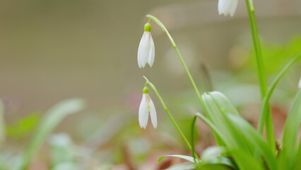 Spring Snowdrop Flowers Blooming In Sunny Day. Early Winter Spring Flowering Bulbous Plant.