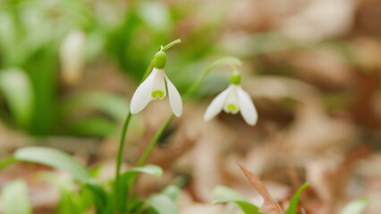 First Beautiful Snowdrops In Spring. Galanthus Is A Small Bulbous Perennial Herbaceous Plant. White Spring Snowdrops.