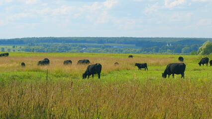 Black Cow Walking And Eating Grass On Green Meadow. Cow Grazing On Pasture In Summer Day.