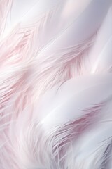 Obraz premium White color soft feathers background