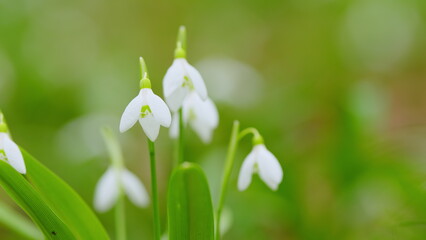 Galanthus Nivalis Growing On Ground. Concept Of Spring And Awakening Of Nature. White Flowers.