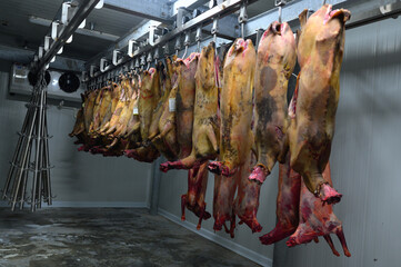 Goat meat on the hanger in a slaughterhouse cold room.Storage of cold meat in meat production. Meat industry or factory