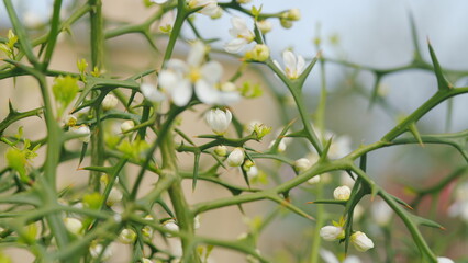 Citrus Trifoliata Fruit Tree. Thorny Shrub With White Flowers. Flowering Of Trifoliate Orange....