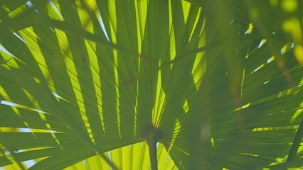 Palm Leaf Texture Palm Foliage Nature Green Background. Tropical Background. Close up.