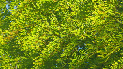 Bamboo Treetop Against Blue Sky. Bamboo Leaves And The Blue Sky. Blue Sky And Bamboo Forest. Still.