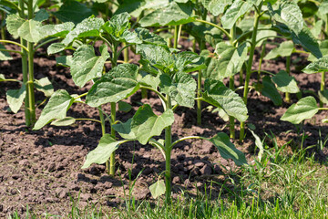 A close-up of a sprout of sunflower sprouts lit by the afternoon sun on fertile black soil. Concept agro culture.