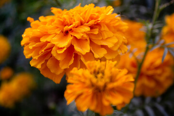 marigold garden where the sun shines. Marigold flowers is a yellow shrub