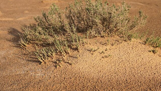A close-up shot of resilient desert plants growing in dry, sandy soil, highlighting survival in arid conditions.