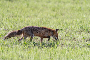 Side view of the fox on the hunt in the meadow during the day in sunlight