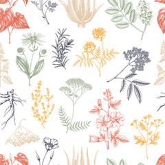 Apothecary plant background. Medicinal herbs seamless pattern. Herbal remedies, natural medicine, Healing plants sketches. Hand-drawn vector illustration.NOT AI genereted