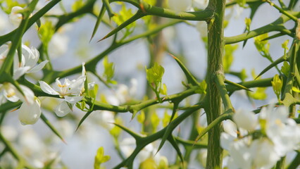 Branches With Ripe Round Fruits And Green Leaves. White Buds And Flowers Of Trifoliate Orange. Pan.