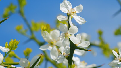 Citrus Trifoliata Or Poncirus Trifoliata. Flowering Of Trifoliate Orange. Rack focus.