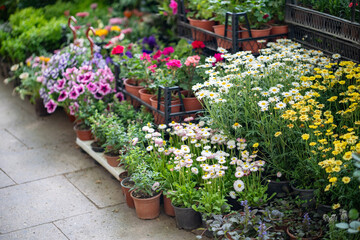Outdoor flower market in Tbilisi Georgia. Beautiful Daisies, Bellis, Chrysanthemums, Geranium flowers and plant for home or garden, soft focus. Various bouquets in baskets for sale at street market