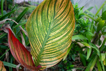 Calathea orbifolia having issues with yellowing leaves