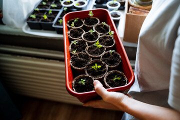 Young plants in biodegradable pots sprout in a red tray by the window, hands holding in natural light. Perfect for organic gardening and sustainable living at home