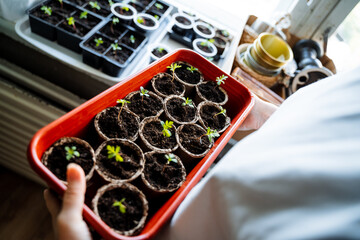 Create an ecofriendly indoor gardening setup with a handholding seedlings tray and biodegradable pots for young plants. Perfect for seed starting and care at home