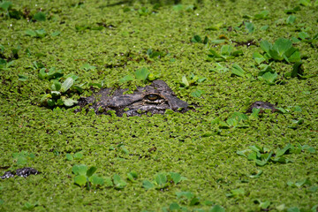 Alligator hidding in the marsh weeds