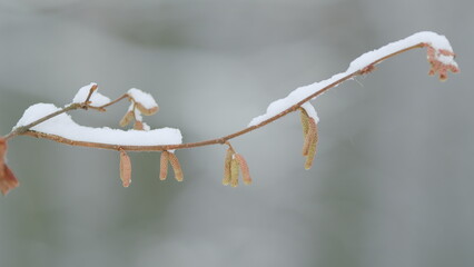 Forest In Winter Weather. Corylus Avellana Or Common Hazel Catkins Covered With Snow In Winter.