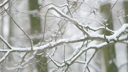 Beautiful Details On A Cold Winter Day. Winter Background Of Deciduous Forest.
