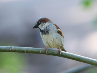 A sparrow sitting on a tree branch