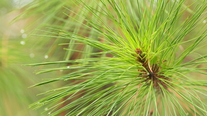 Branch Of A Coniferous Tree With Raindrops. Branch Of A Coniferous Tree With Drops Of Water. Close...