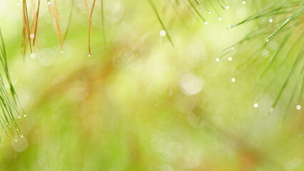 Green Pine Needles With Rain Drops. Drops Of Rain On Needles Of Pine Branch. Nature In Rainy...