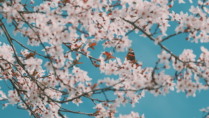 Butterfly. Blooming Purple Leaf Plum Flowers. Red Cherry Plum Blossomed In Garden. Light Plum...
