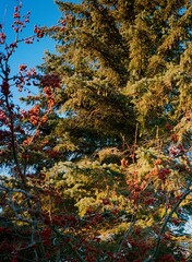 autumn trees in the park