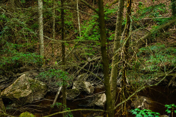 Fototapeta premium tree in the forest