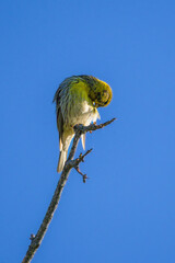 European Serin grooming itself perched on top of a tree