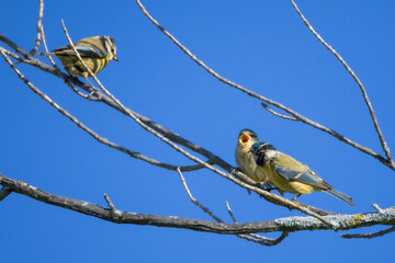 Eurasian Blue Tit feeding in the morning light