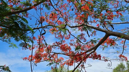 A Flamboyant tree in red bloom in a blue sky background at Ha Tien city, Vietnam.