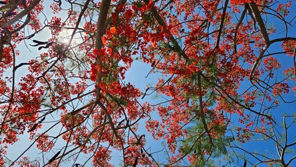 A Flamboyant tree in red bloom in the sun and blue sky background at Ha Tien city, Vietnam.