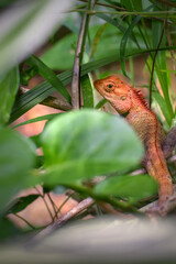 red lizard on a garden
