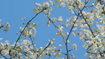 Insect honey bee pollinates. Spring Blossom Trees Happy Easter. White Flowers. Soft White Colored Bloom Flowers.