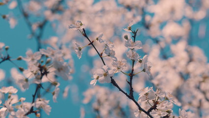 Spring Flowering Of Fruit Trees. Small White Flowers In Bloom During Spring.