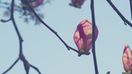 Blooming Pink Magnolia Tree In Garden During Springtime. Magnoliaceae.