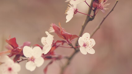 Cherry Plum Light Flowers. Plum Blossom With Purple Leaves. Flowering Cherry.