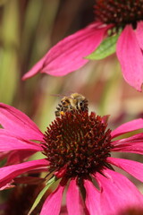 Echinacea, Sonnenhut mit Biene