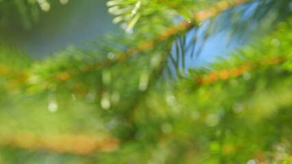 Needles On Branches. Dew Drops On Spruce Needles. Spruce Branches With Lots Of Needles With Drops...