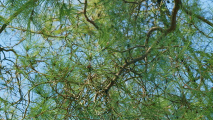 Fototapeta premium Green Coniferous Branch Of A Tree. Wind Sways In The Forest Green Sharp And Long Needles. Static.