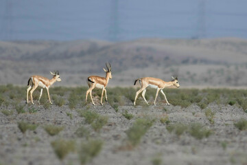 group of arabian antilope