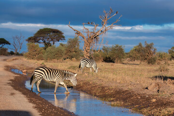 zebras crossing water 
