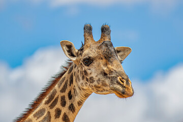 portrait of a giraffe