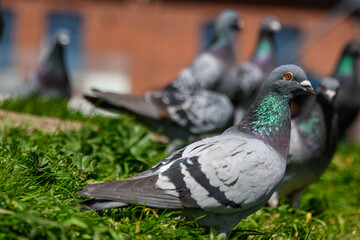 A flock of city Pigeon's feeding, living and breeding in communities. Bright iridescent, colourful...
