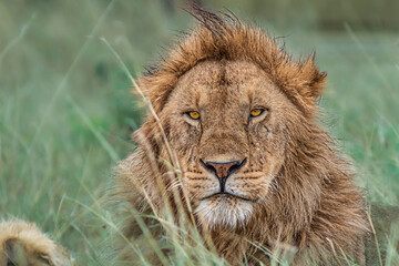portrait of a lion