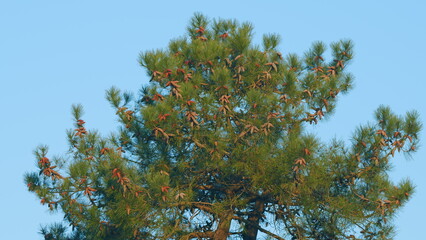 Young Pine Tree Branch In Forest. Evergreen Coniferous Tree Branch. Pan.