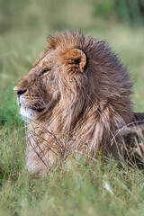 male lion in the wild