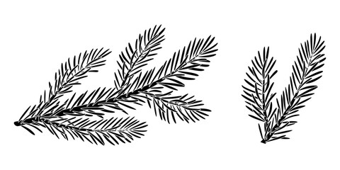Christmas spruce branch silhouette set. Larch, Pine, spruce branch, evergreen tree, fir, vector icon, winter plants, New Year wood, holiday decoration. Hand drawn black and white illustration.