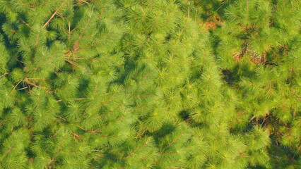 Pine Tree Is Waving With The Wind. Spikey Leaves Of The Pine Trees. Pan.